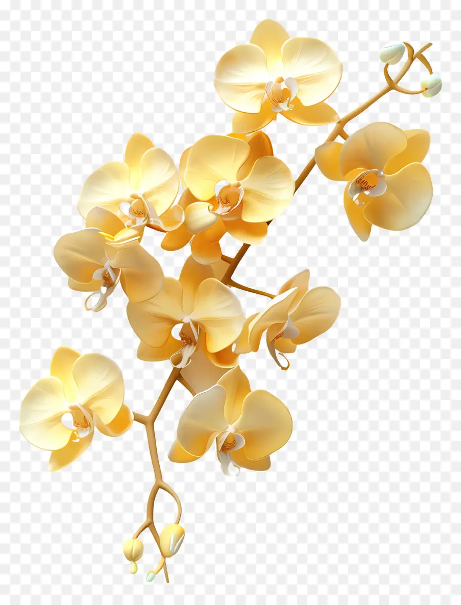Orquídeas Amarillas，Primer Plano PNG