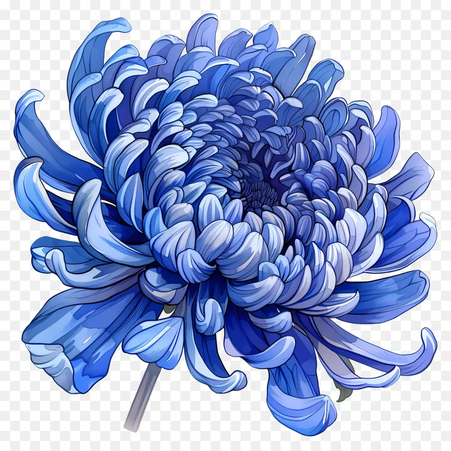Crisantemo Azul，Flor PNG