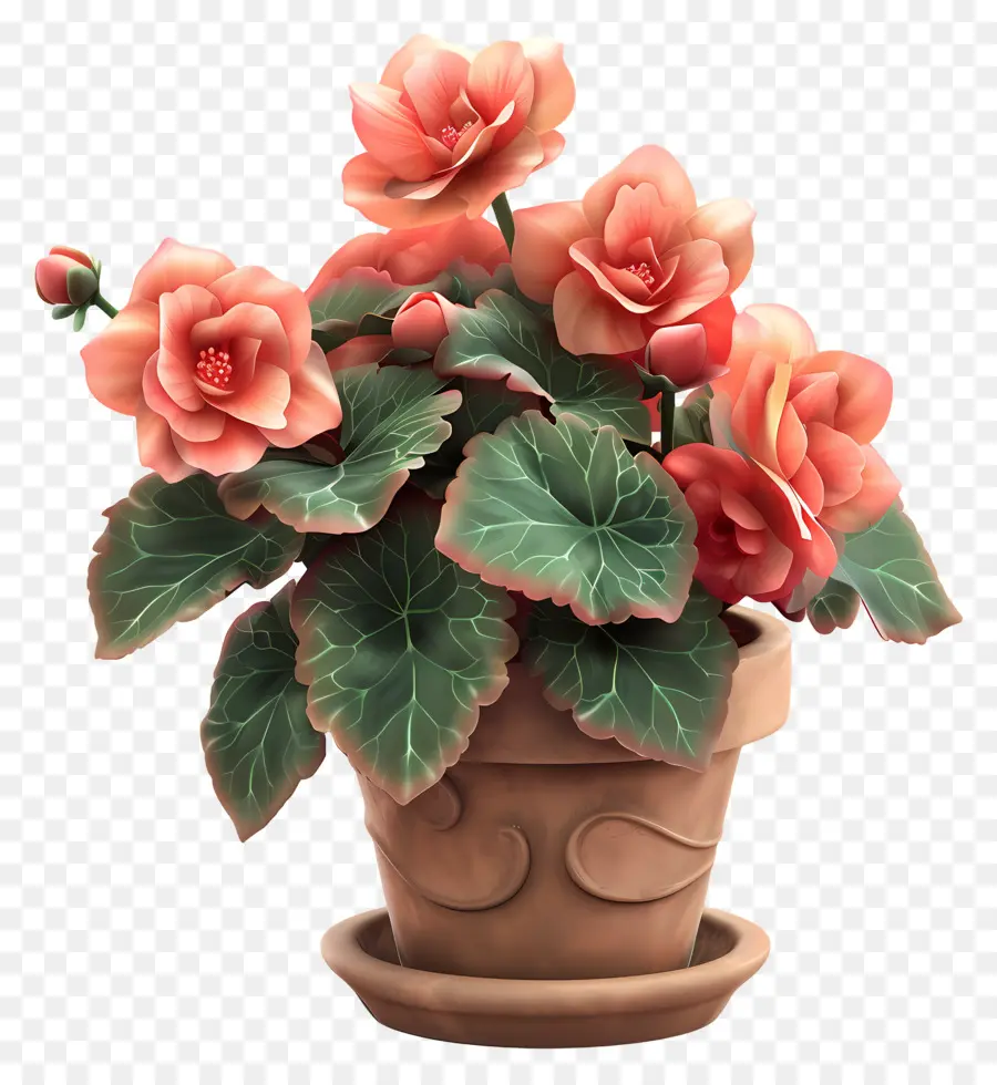 Flor De Begonias En Macetas，Planta En Maceta PNG