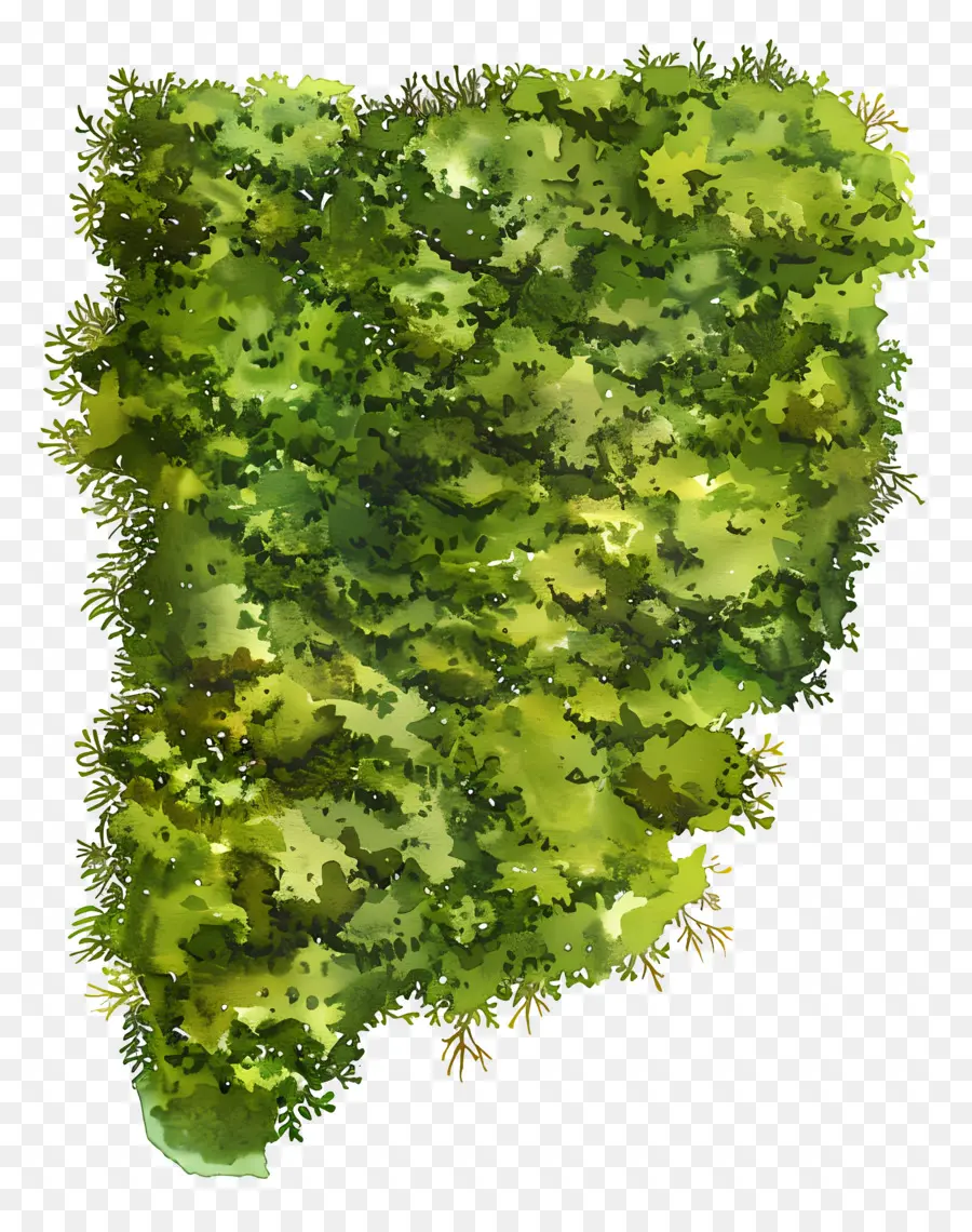 Musgo Verde，Bosque PNG