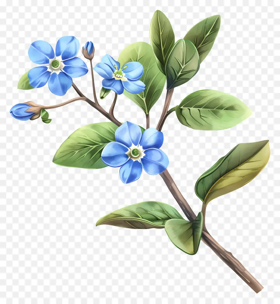 No Me Olvides Flor，Flores De Color Azul PNG