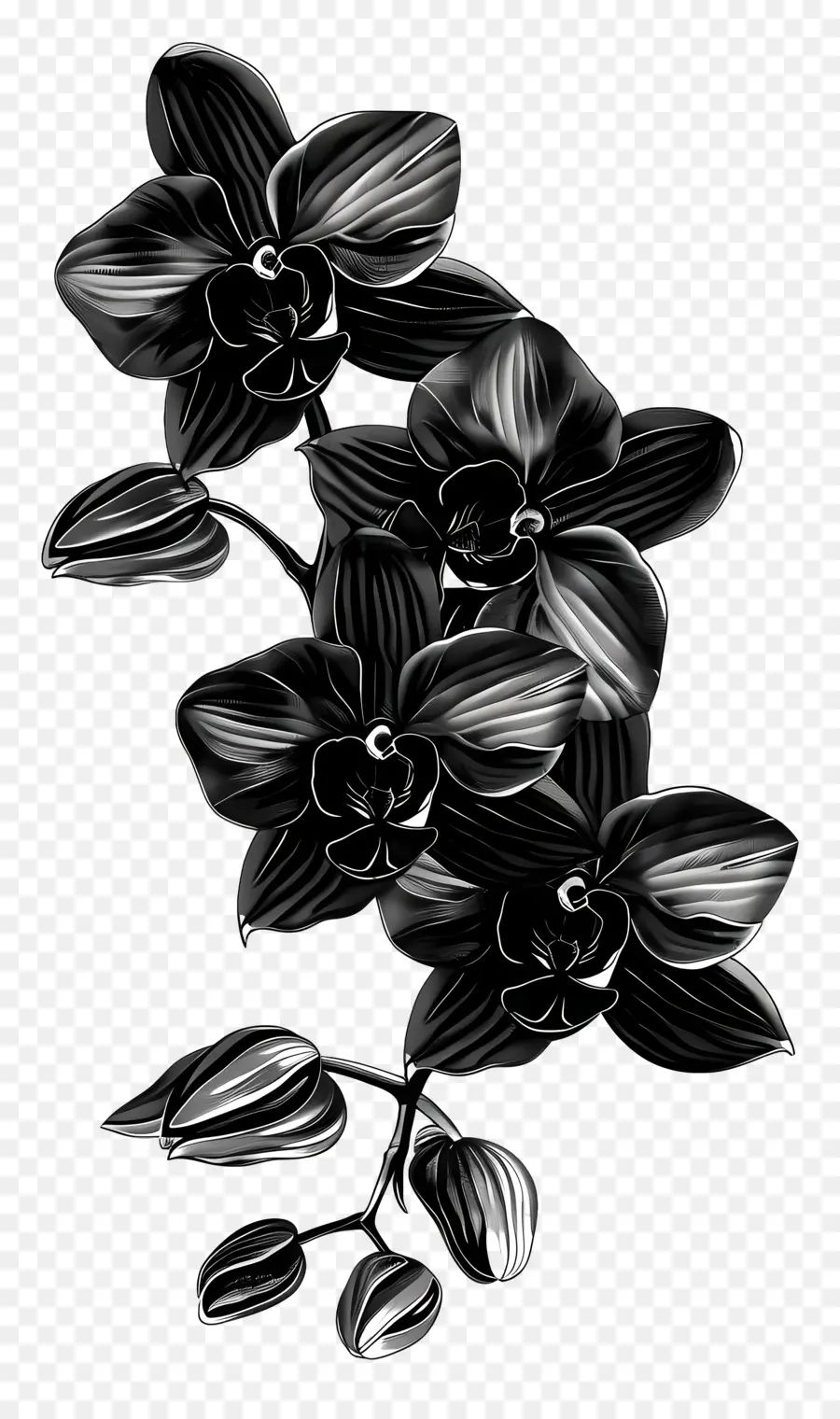 Orquídeas Negras，Las Orquídeas PNG