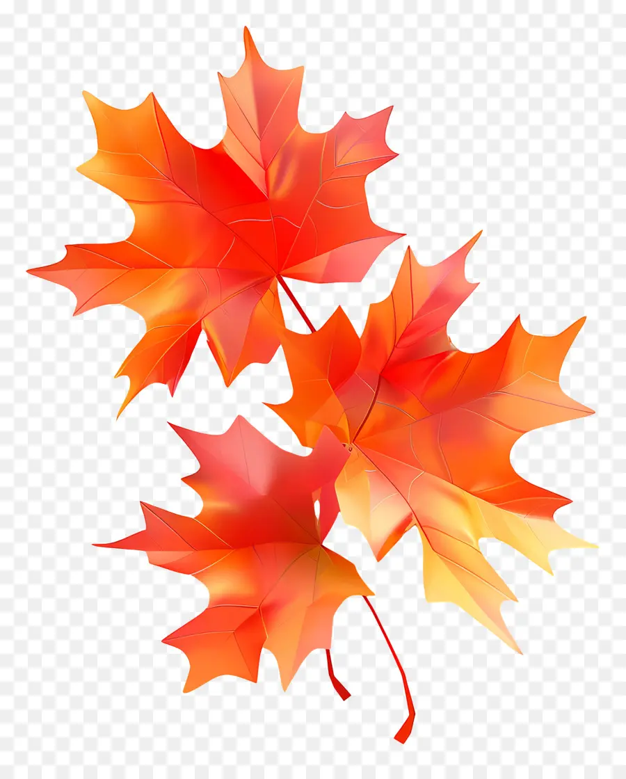 Hojas De Otoño，Hoja De Arce Colorida PNG