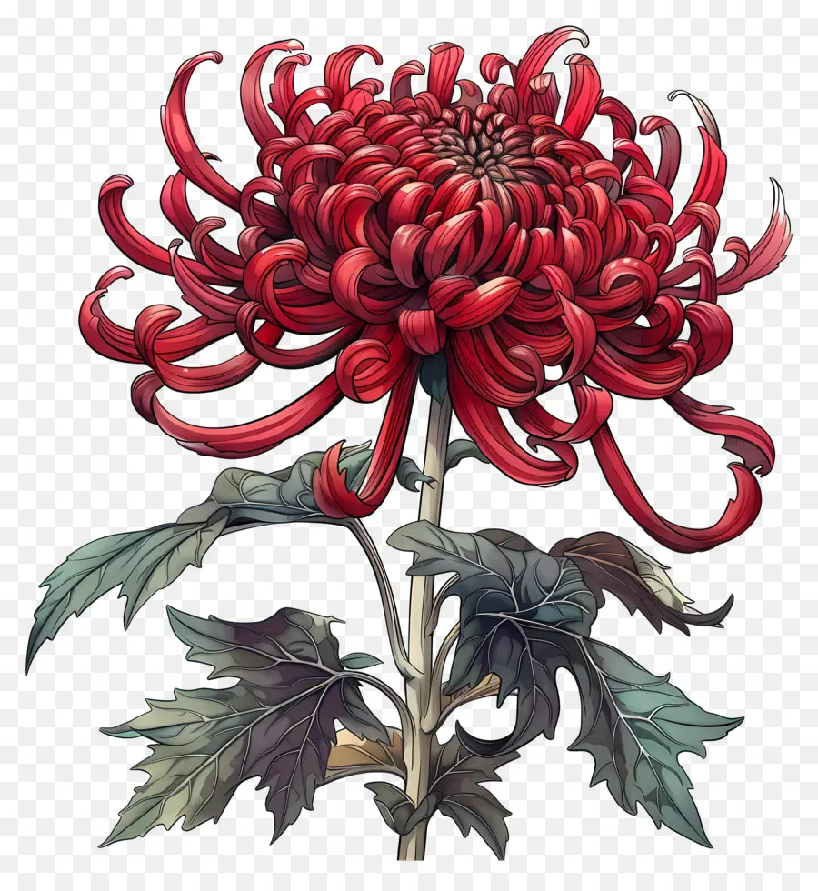 Crisantemo Rojo，Crisantemo PNG
