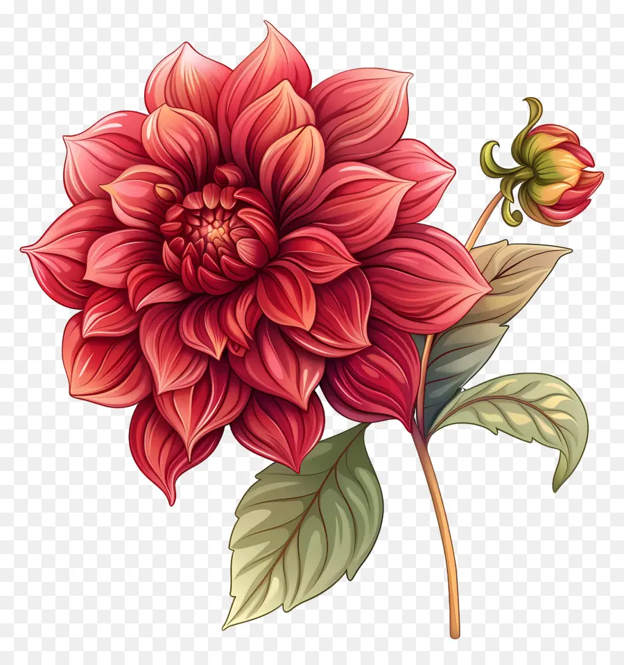 Dalia Flor，Dalia PNG