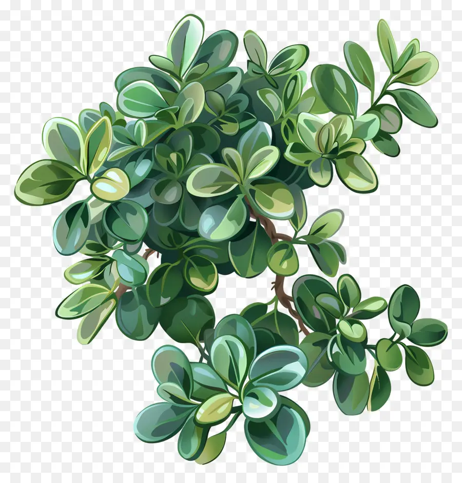 Planta De Jade De Ondulación，Planta De Hoja Verde PNG