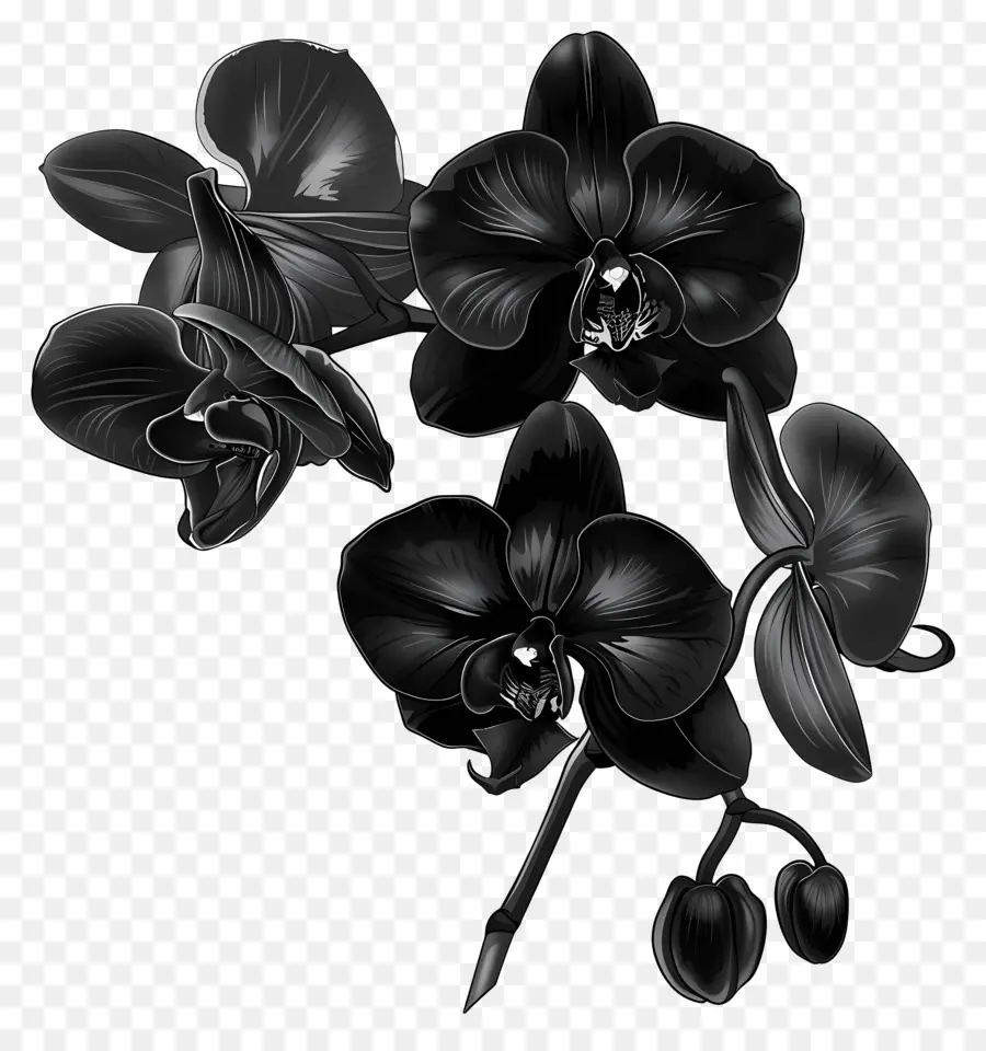 Orquídeas Negras，Arreglo Floral PNG