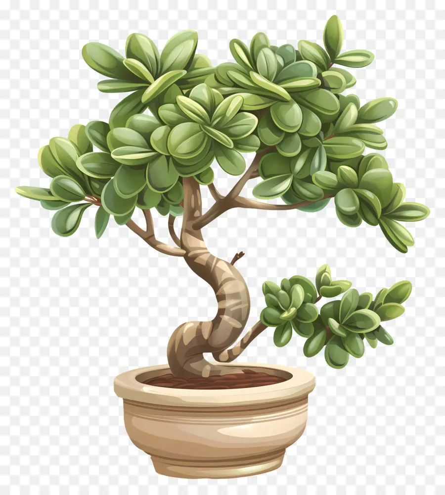 La Planta De Jade，árbol De Los Bonsais PNG