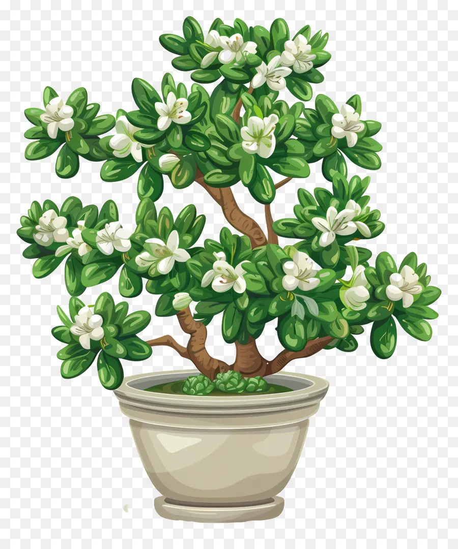Flor De Jade En Maceta，árbol De Los Bonsais PNG
