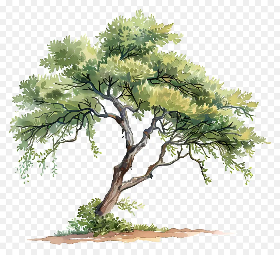 Acacia，Árbol PNG