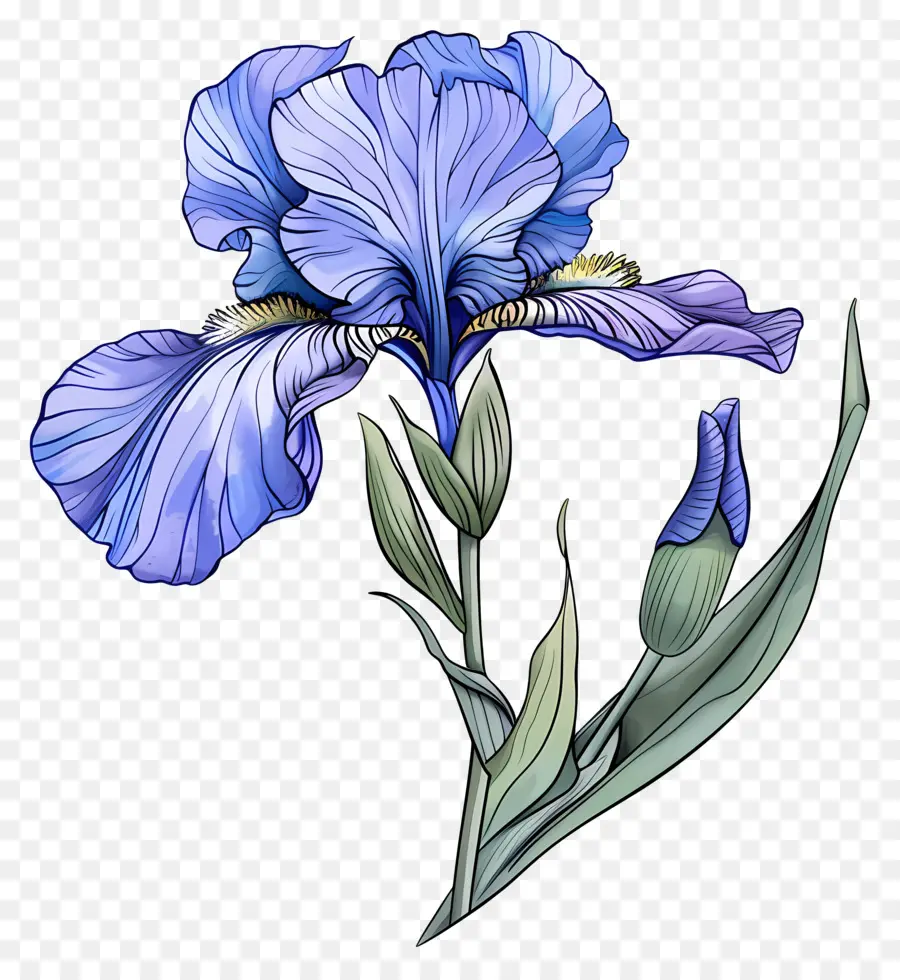 Flor De Iris，Flores Moradas PNG