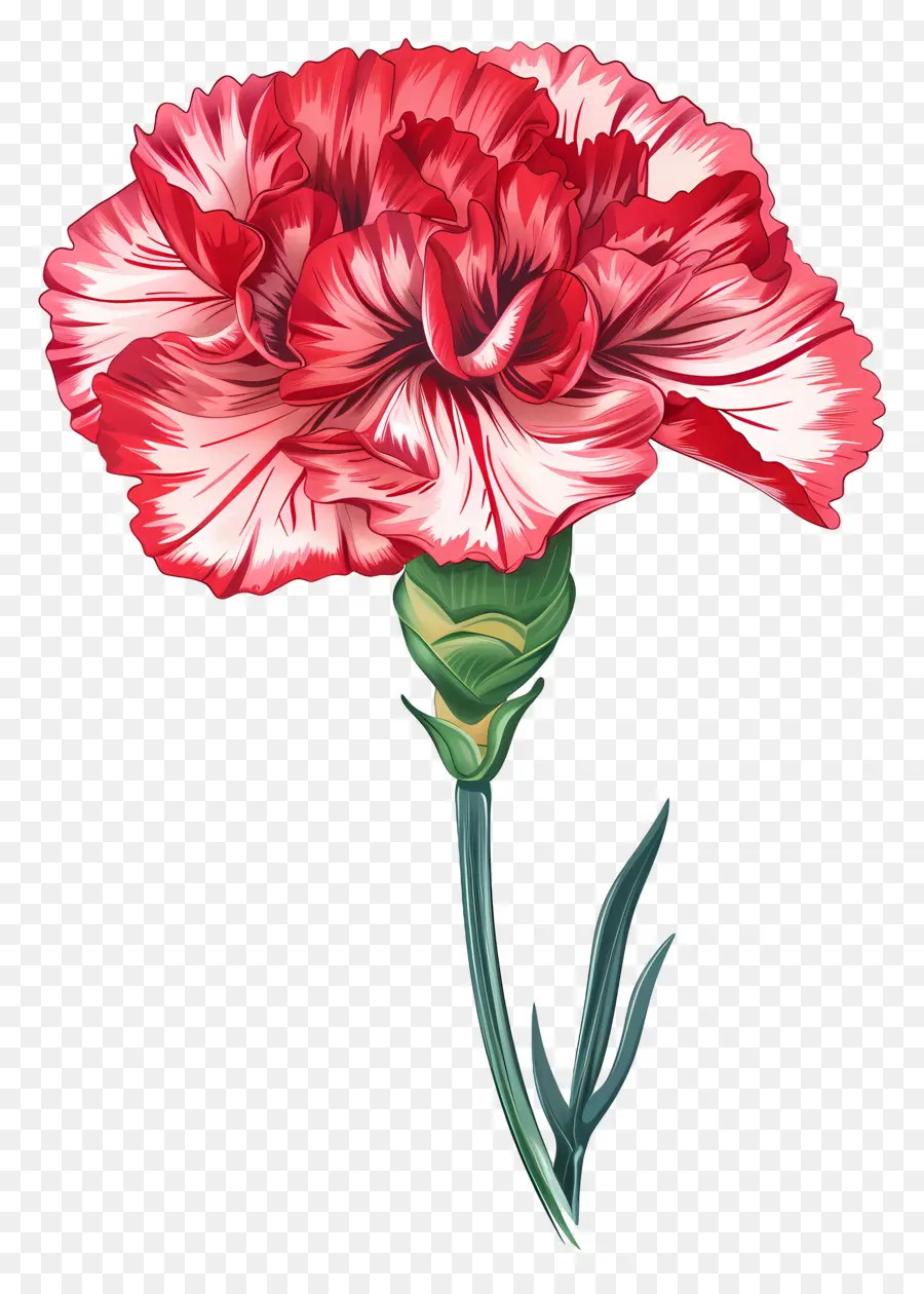 Clavel，Flor Roja PNG