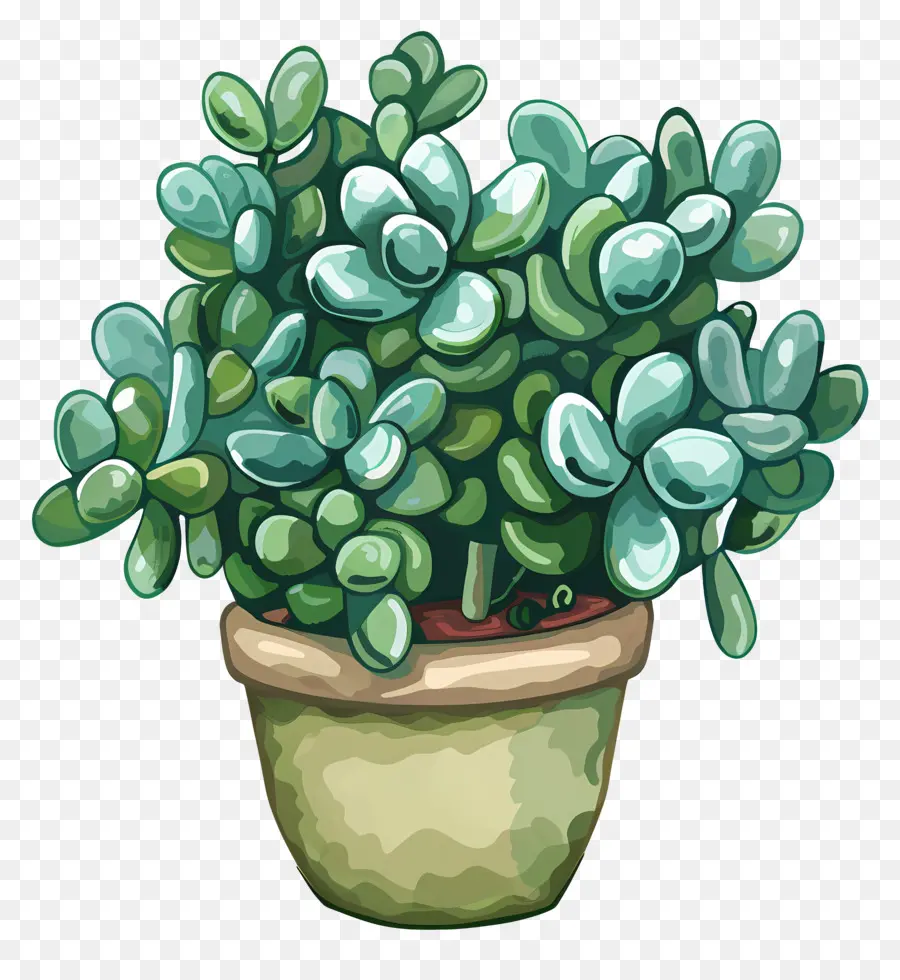 Jade Crasula，Planta PNG