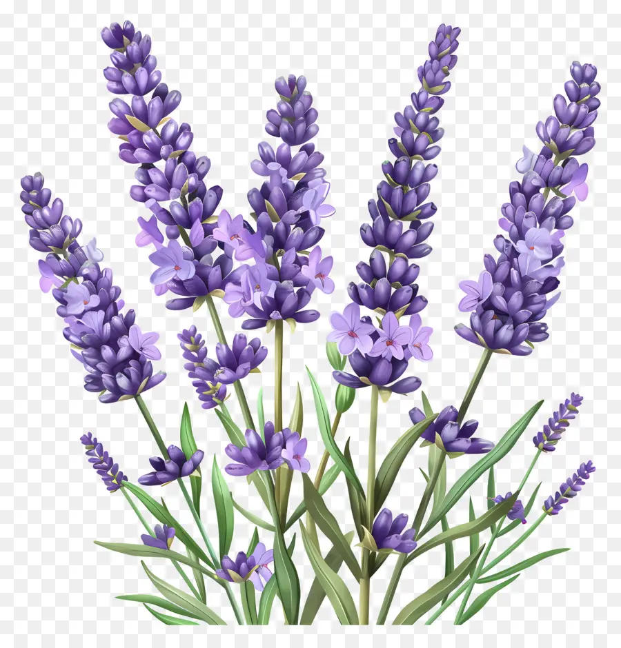 La Flor De Lavanda，Las Flores De Lavanda PNG