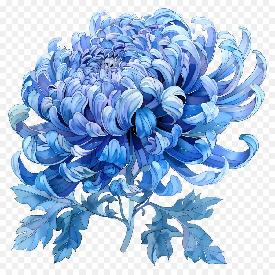 Crisantemo Azul，Flor PNG