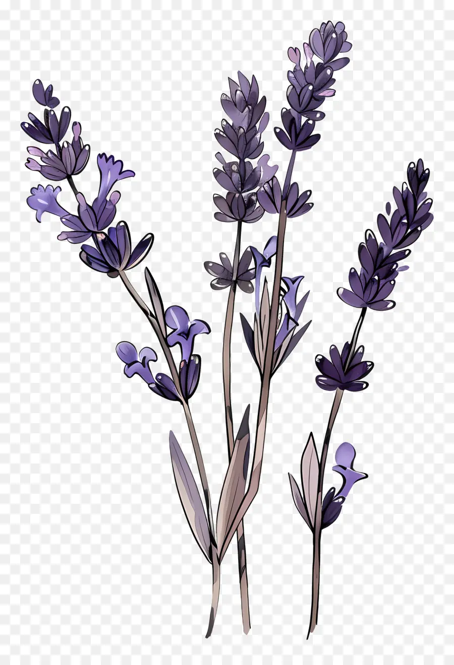 La Flor De Lavanda，Las Flores De Lavanda PNG