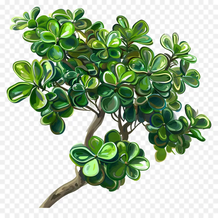 Planta De Jade De Ondulación，Planta Verde PNG