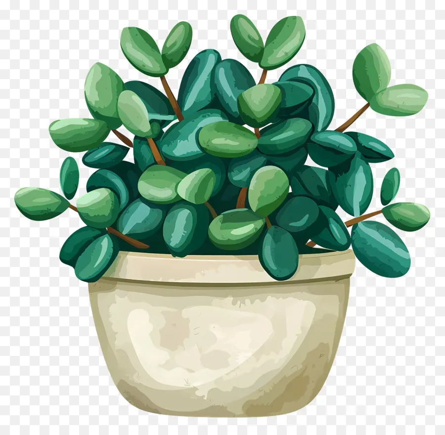 Jade De Crassula，La Planta De Jade PNG