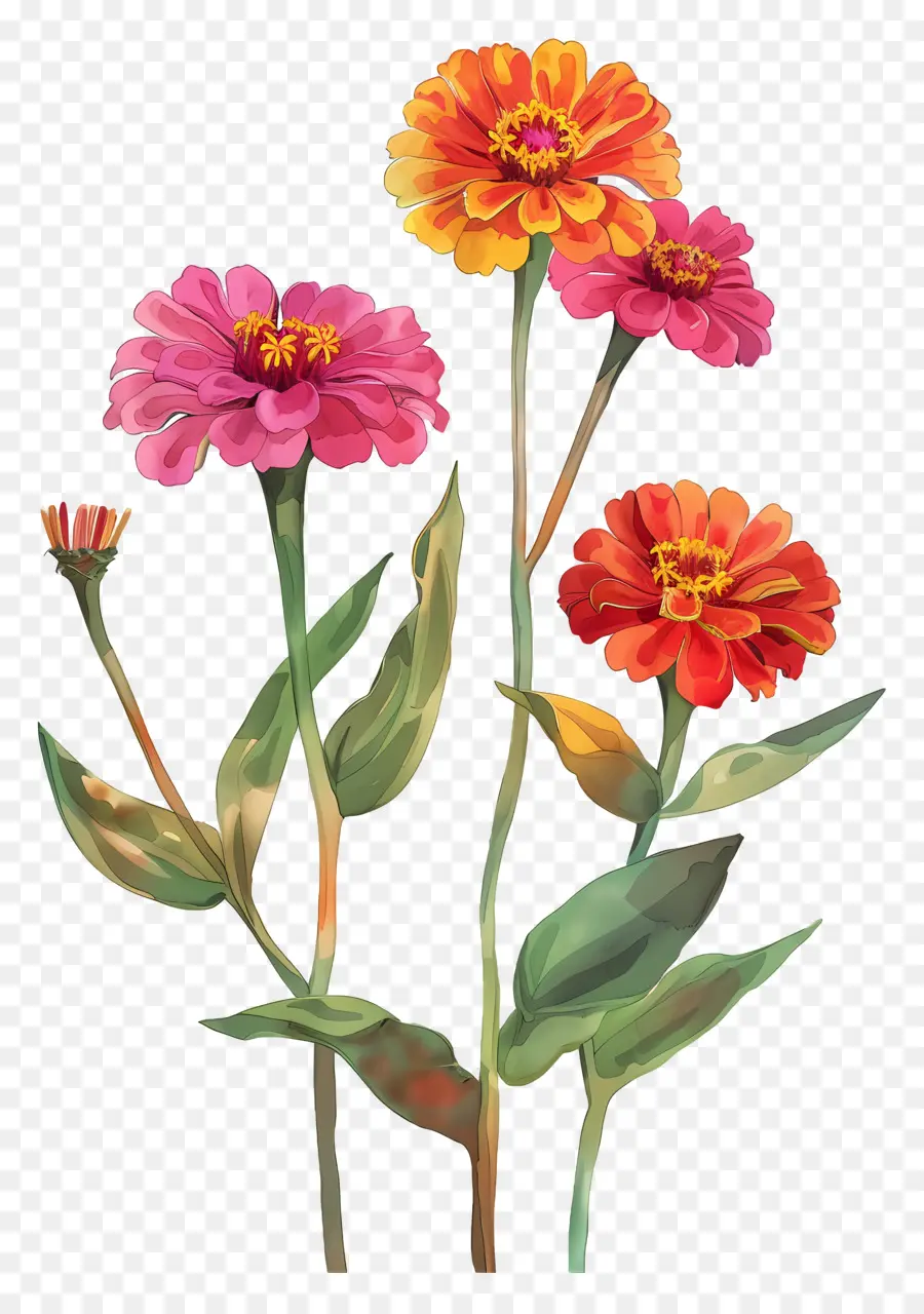 Zinnias Stem，Zinnias PNG