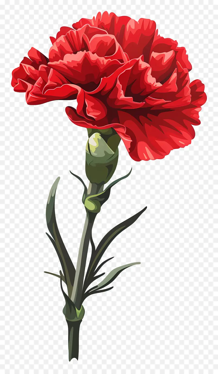 Flor De Clavel，Clavel Rojo PNG