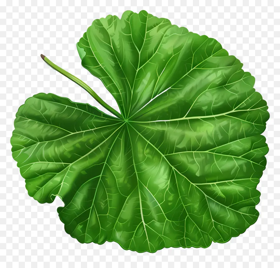 Hoja De Cola Gótica，Verde Hoja PNG