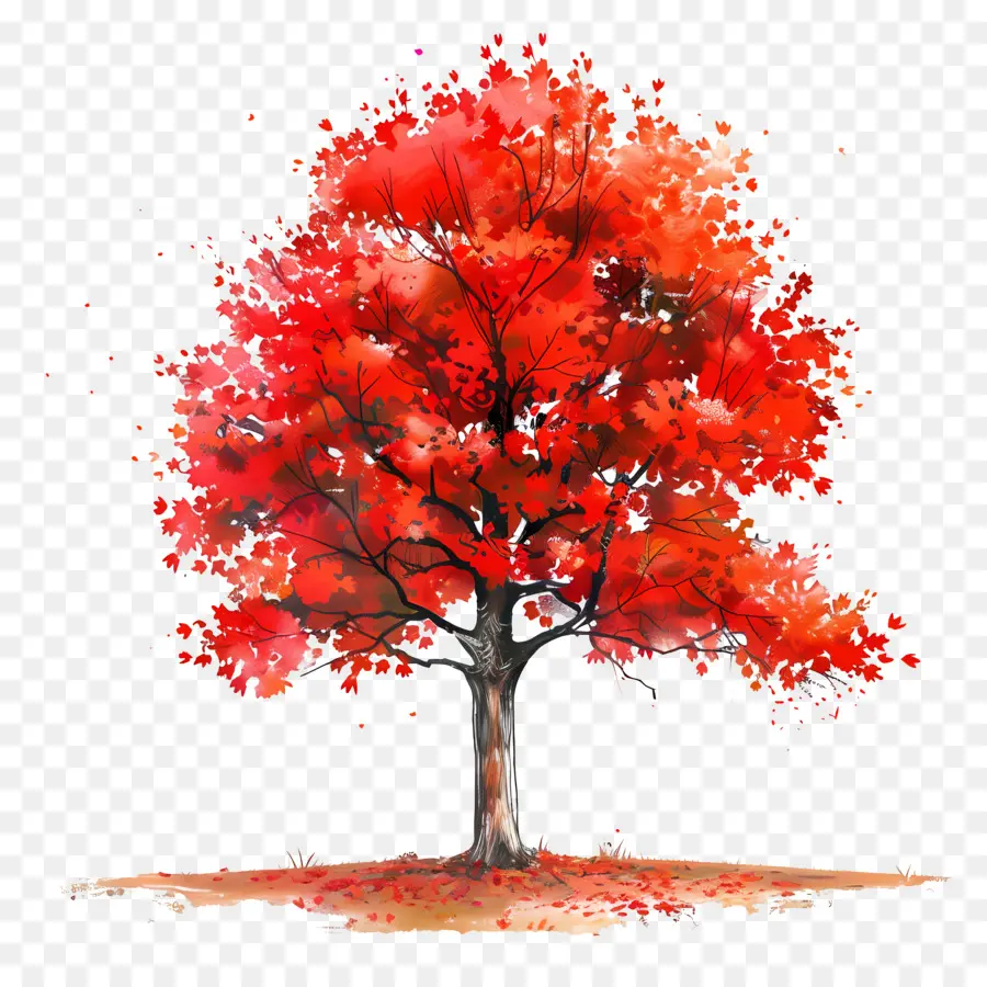 árbol De Arce，árbol Rojo PNG