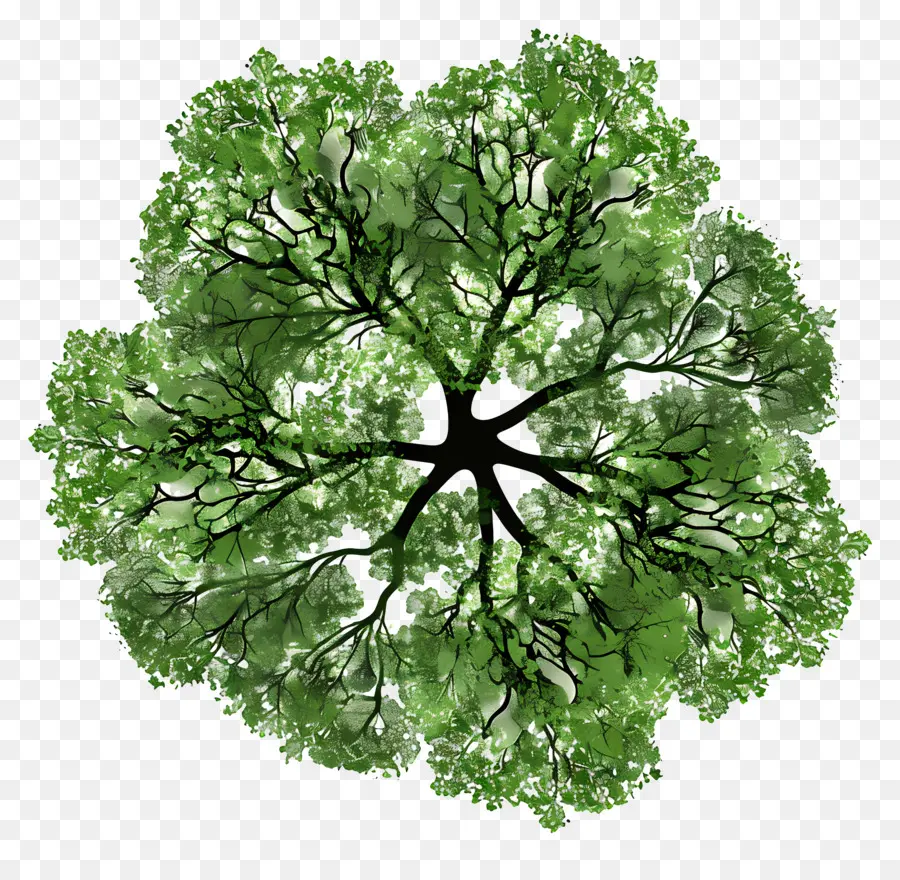 árbol De Plan De，Árbol PNG