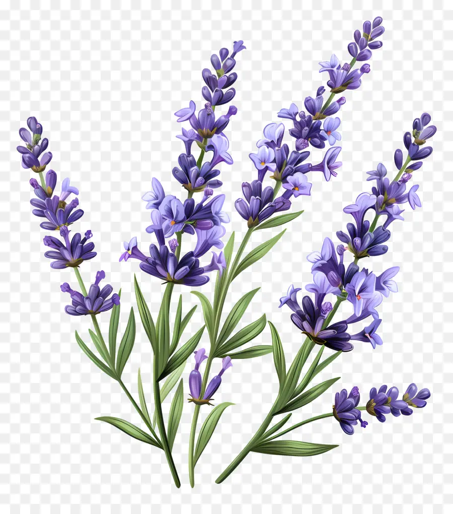 La Flor De Lavanda，Lavanda PNG