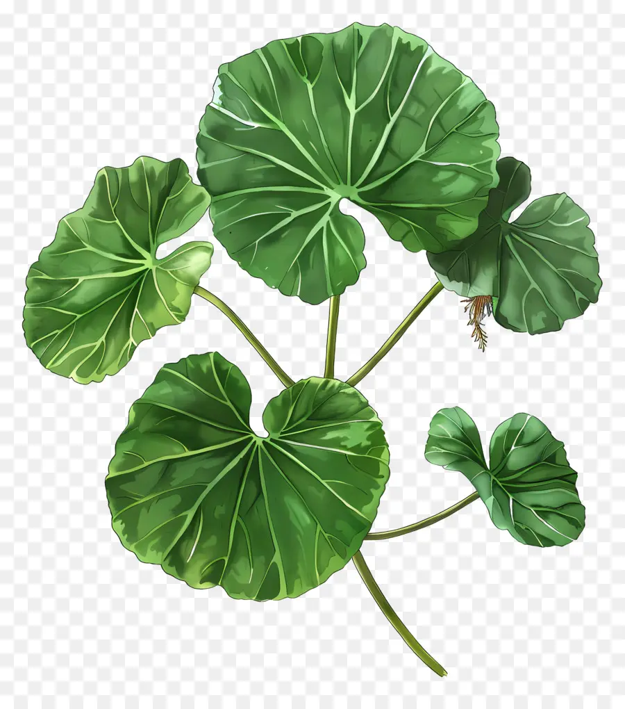 Hoja De Centella Asiática，Hojas Verdes PNG