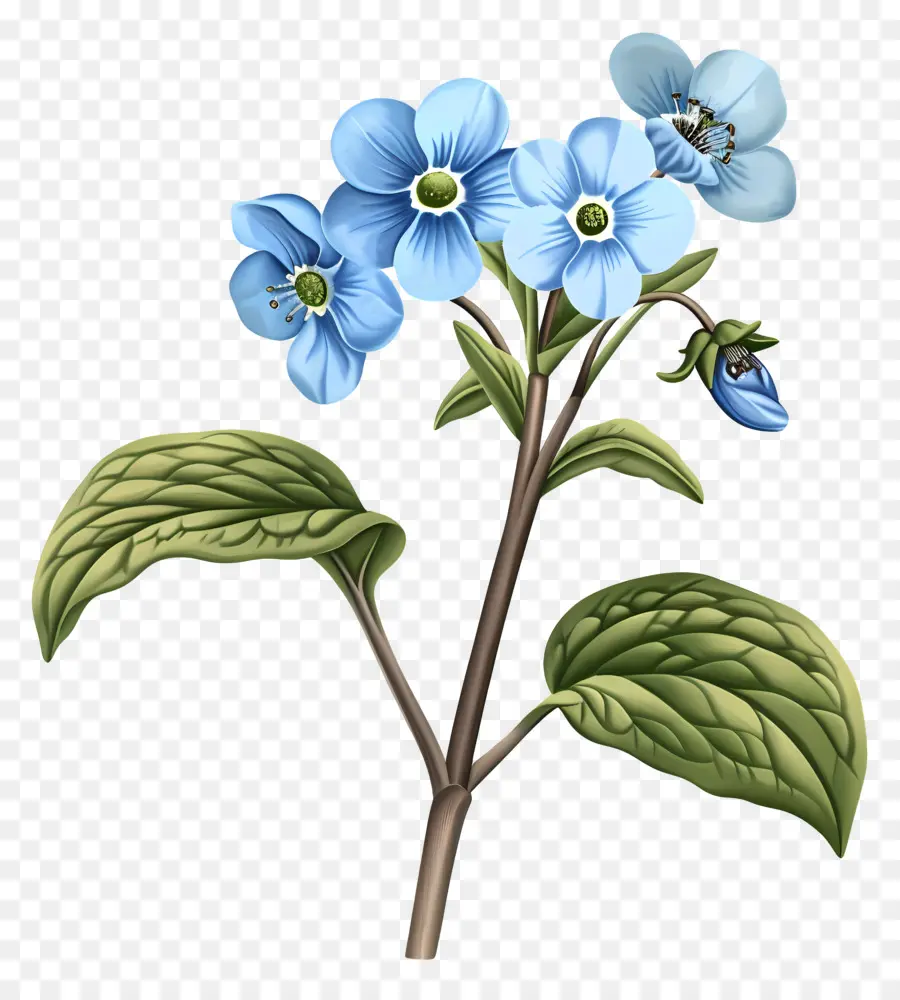 No Me Olvides Flor，Flor Azul PNG