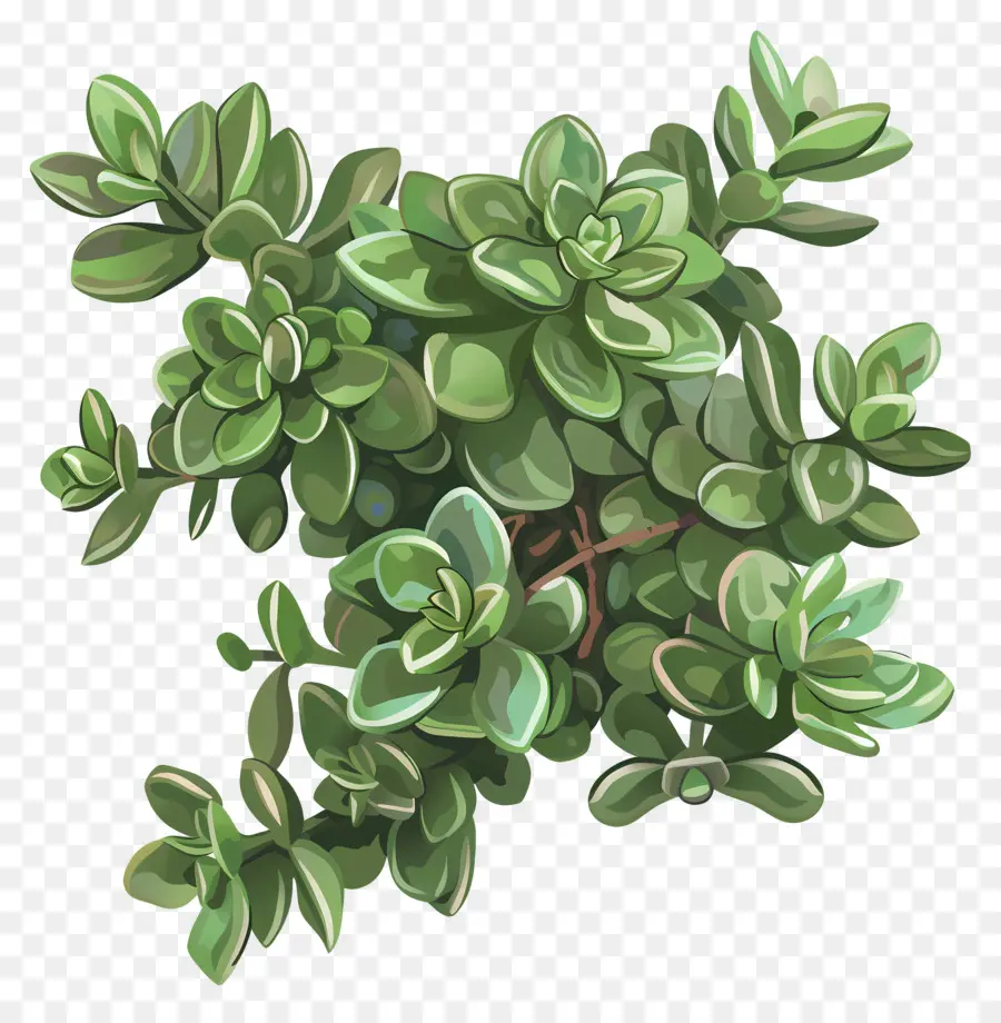 Jade Crasula，Planta Suculenta PNG