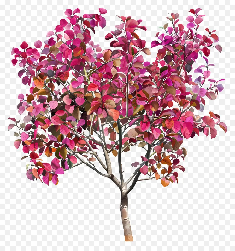 Judas Tree Autumn，Rosa árbol PNG