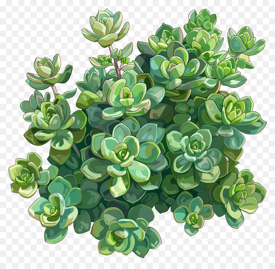 Jade De Crassula，Las Plantas Suculentas PNG