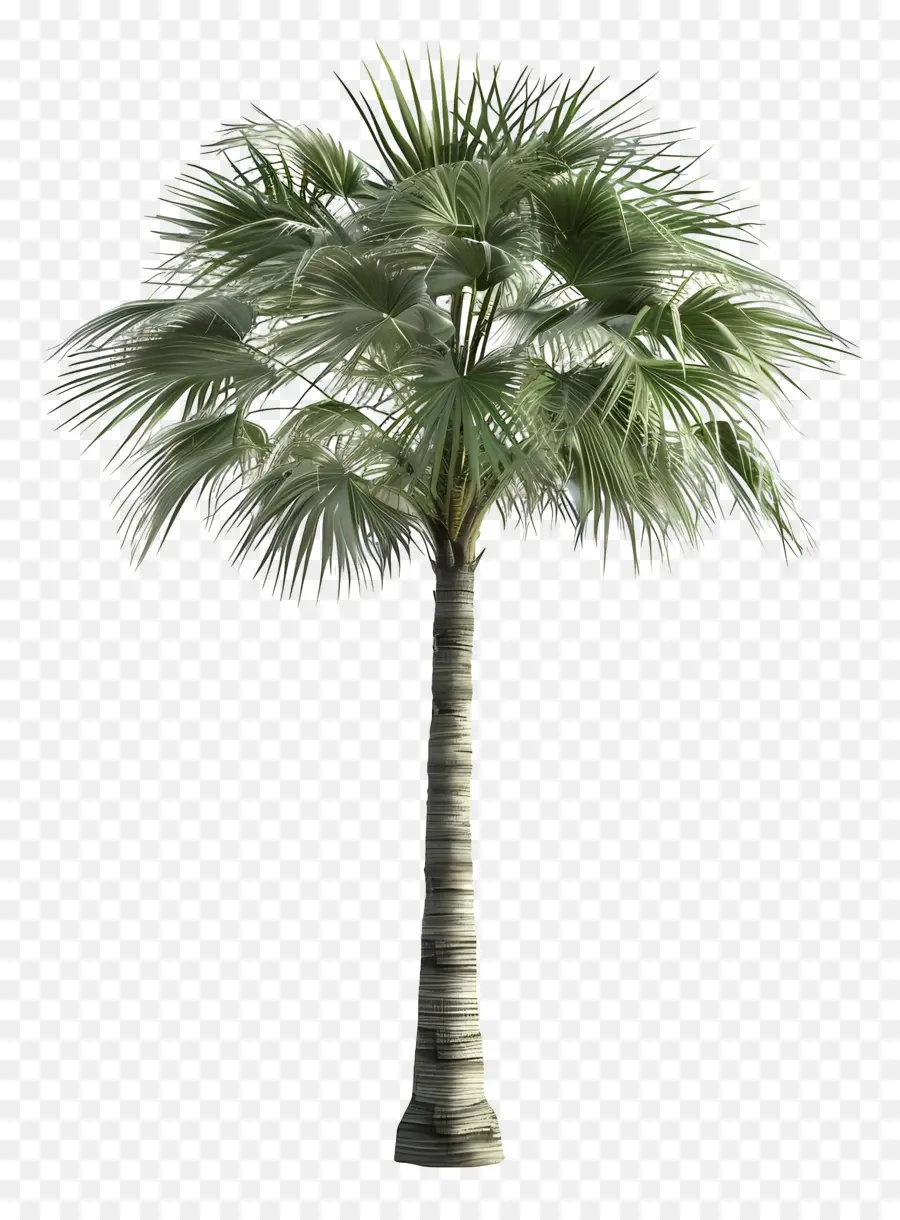 Palma，Palmera PNG