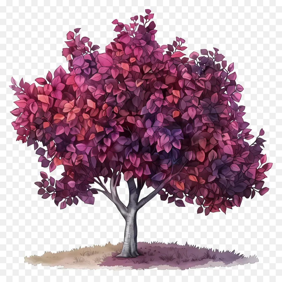 Judas Tree Autumn，árbol De Hojas Moradas PNG