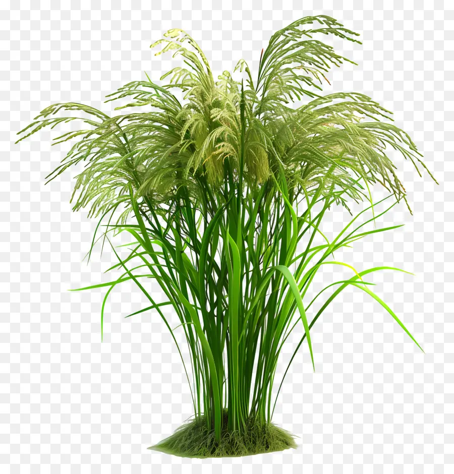 Planta De Arroz，Planta Verde PNG