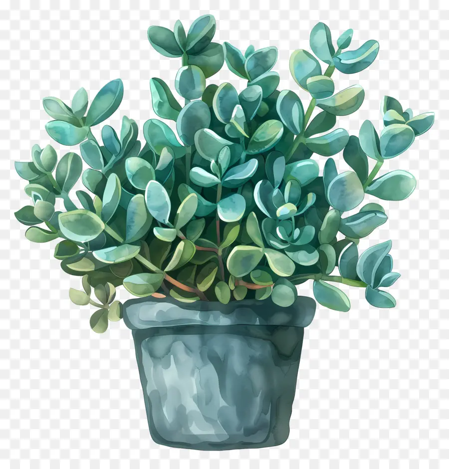 Jade De Crassula，Planta Suculenta PNG