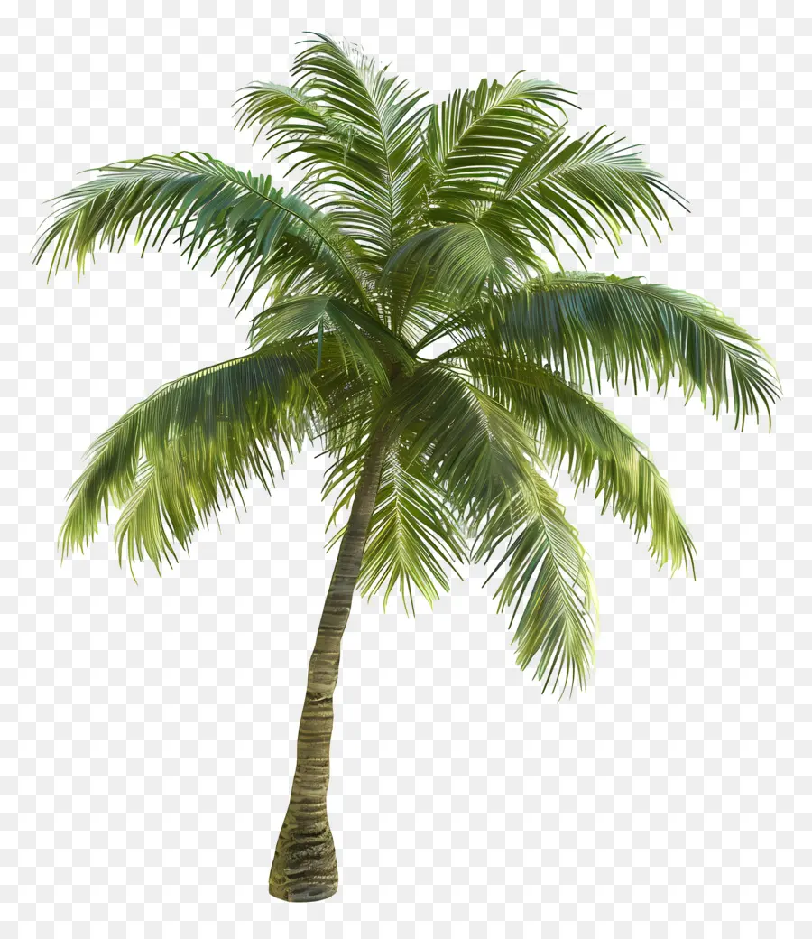 árbol De Coco，Palmera PNG