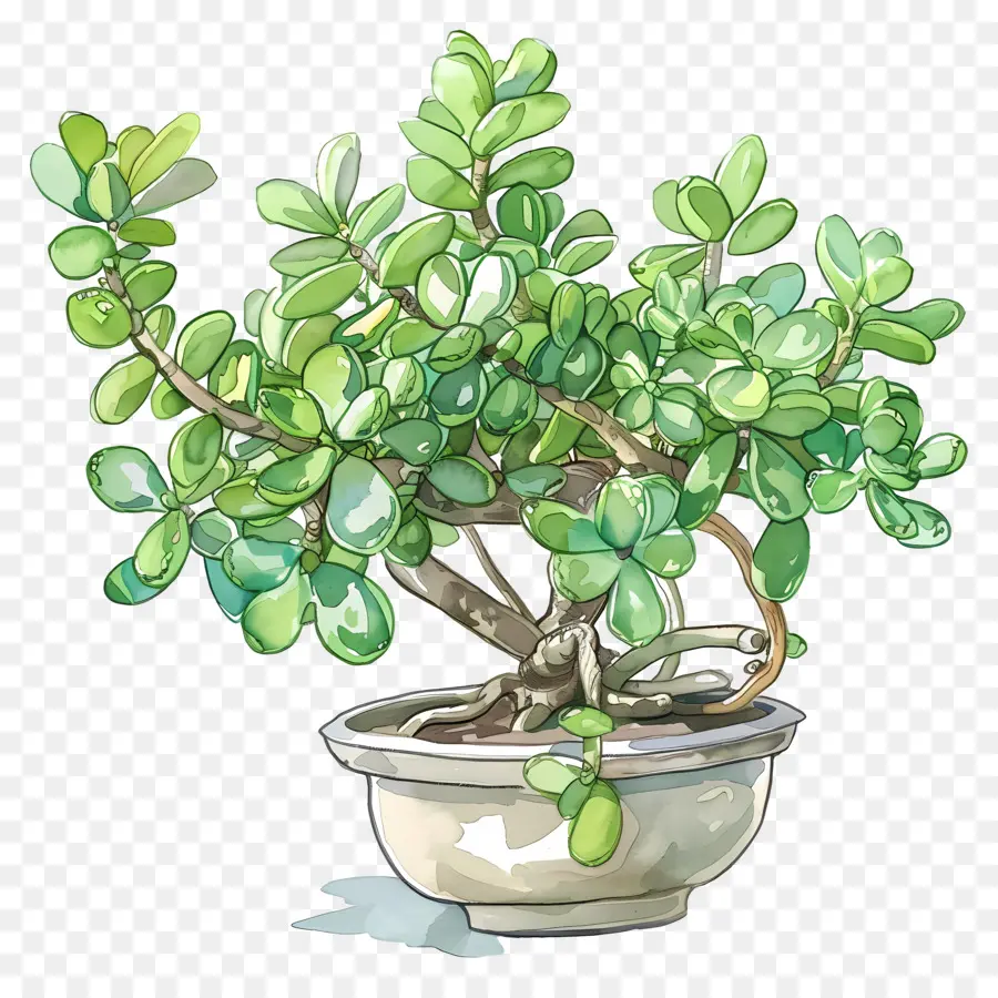 Planta De Jade Ondulada，Planta PNG