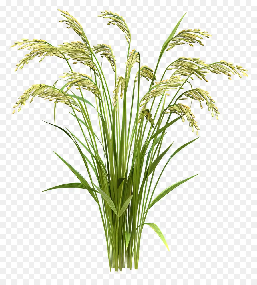 Planta De Arroz，Mijo Verde PNG