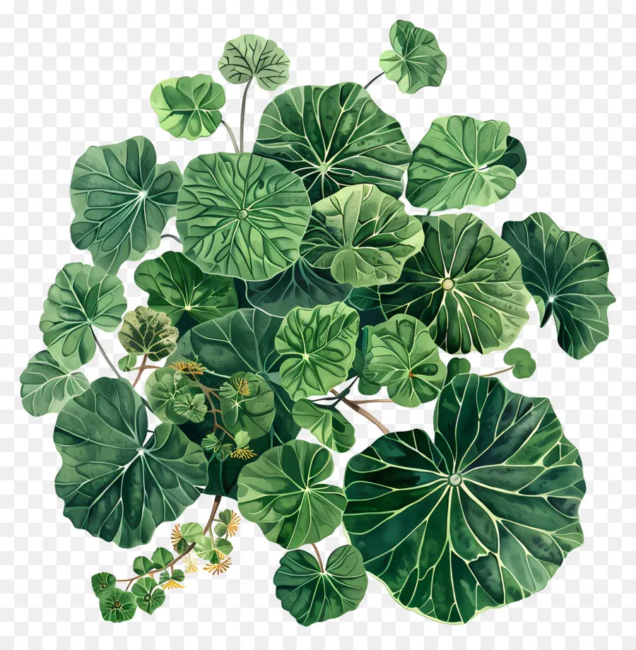 Centella Asiática，Hojas Verdes PNG