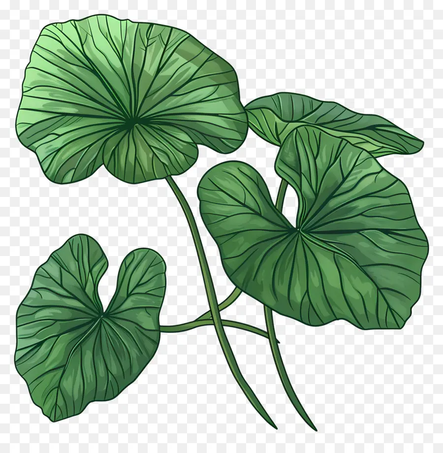 Hoja De Centella Asiática，Hojas Verdes PNG