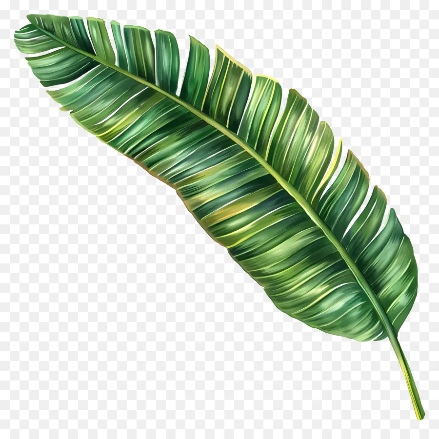 De Coco De La Hoja，Bamboo Leaf PNG