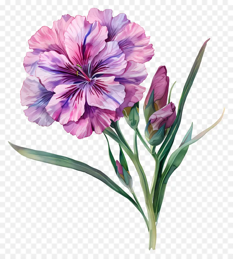 Dianthus Flor，Pintura A La Acuarela PNG