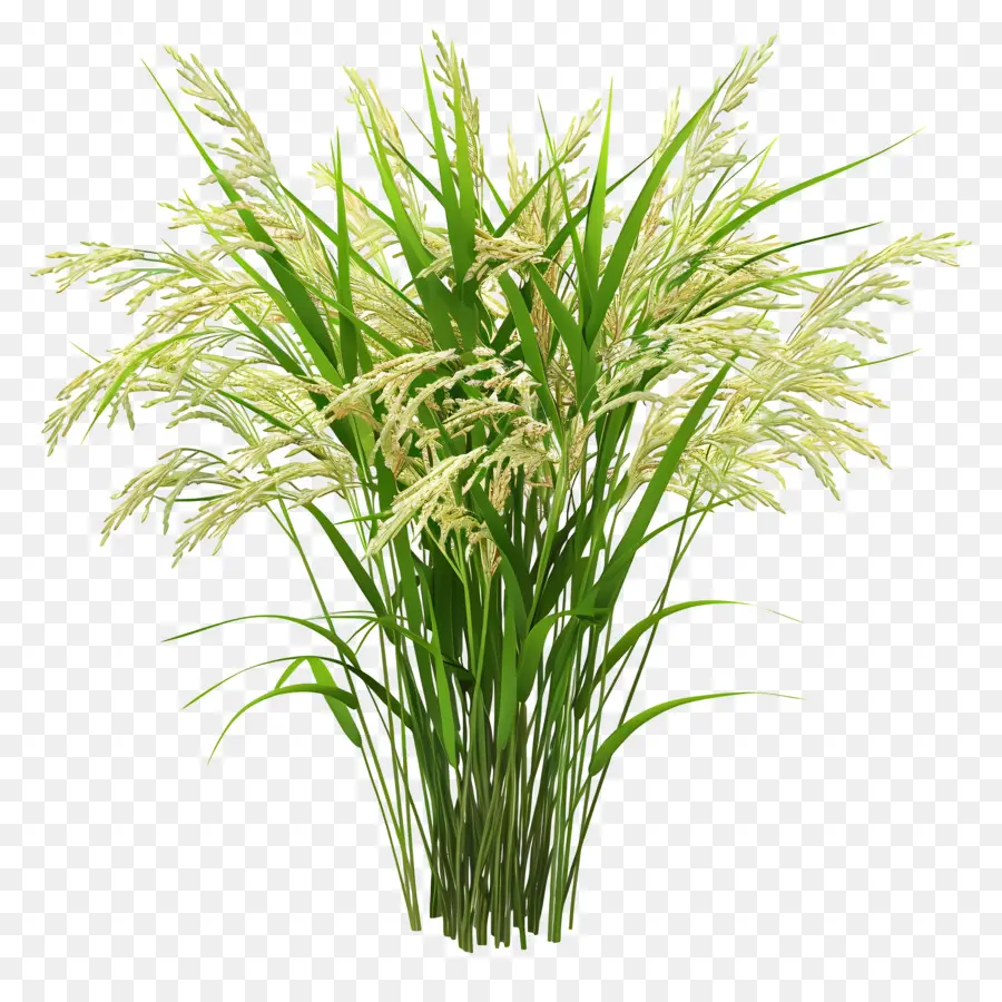 Planta De Arroz，Granos PNG