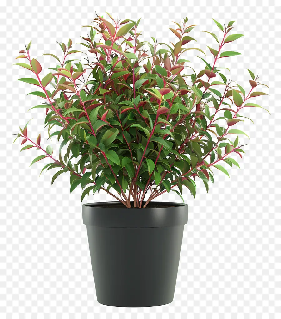 Nandina Domestica，Planta En Maceta PNG