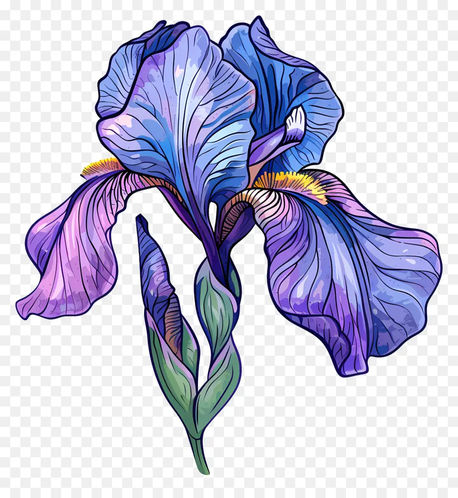 Flor De Iris，Iris Púrpura PNG