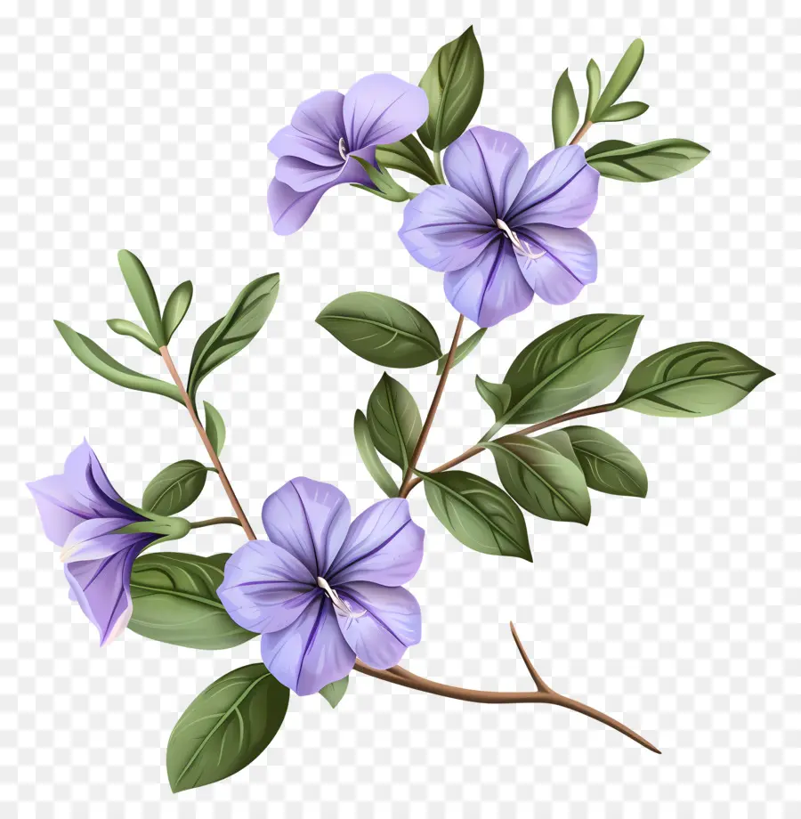 Flores De Perijaras，Flores De Color Púrpura PNG