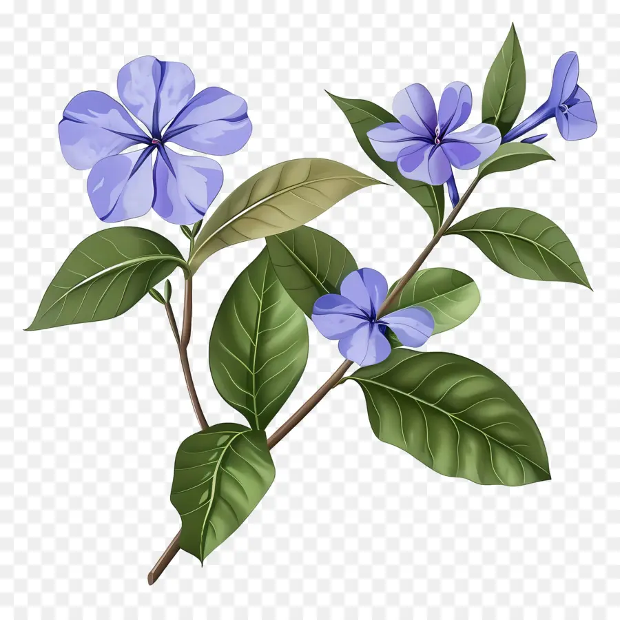 Flores De Perijaras，Flores De Color Azul PNG