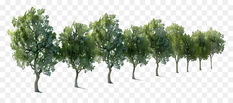 Los árboles，Bosque PNG